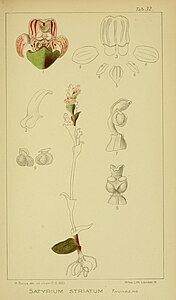 plate 32 Satyrium striatum