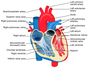 Heart diagram with labels in English. Blue com...