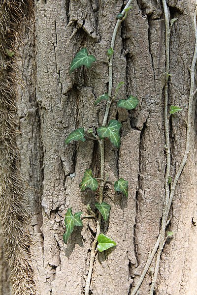 File:Hedera helix - bršljan 121.jpg