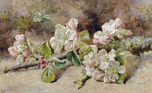 Apple blossoms