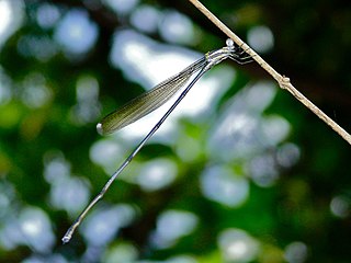 <i>Mecistogaster</i> Genus of damselflies