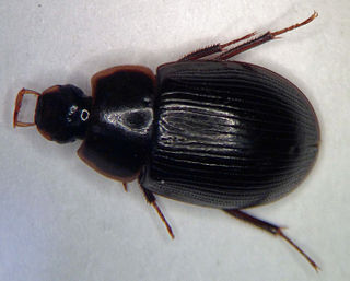 <i>Helochares maculicollis</i> species of insect