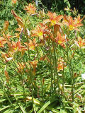 Vorschaubild für Gelbrote Taglilie