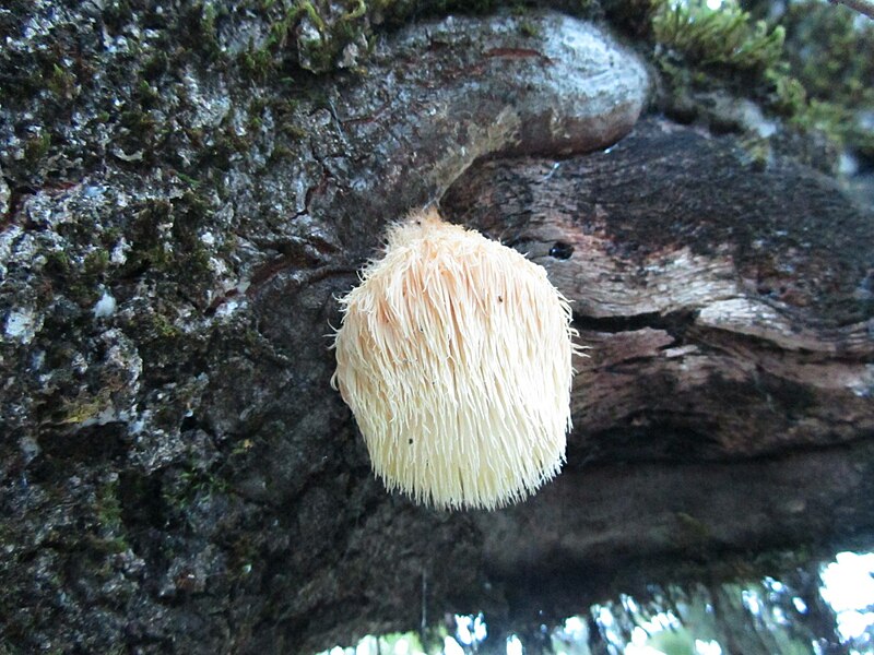 File:Hericeum fungus on a Golden Oak at Brackenbrae, Santa Cruz County - Flickr - theforestprimeval.jpg