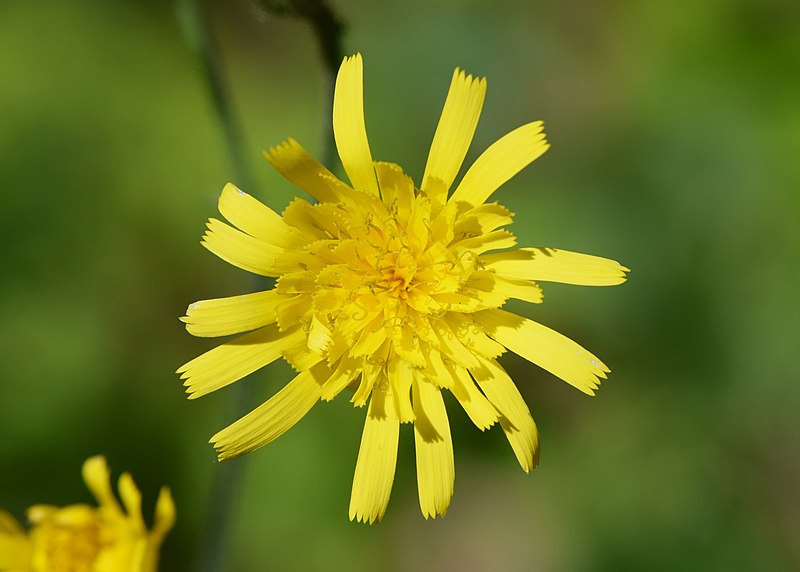 File:Hieracium murorum kz08.jpg