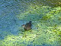 Gallinula chloropus