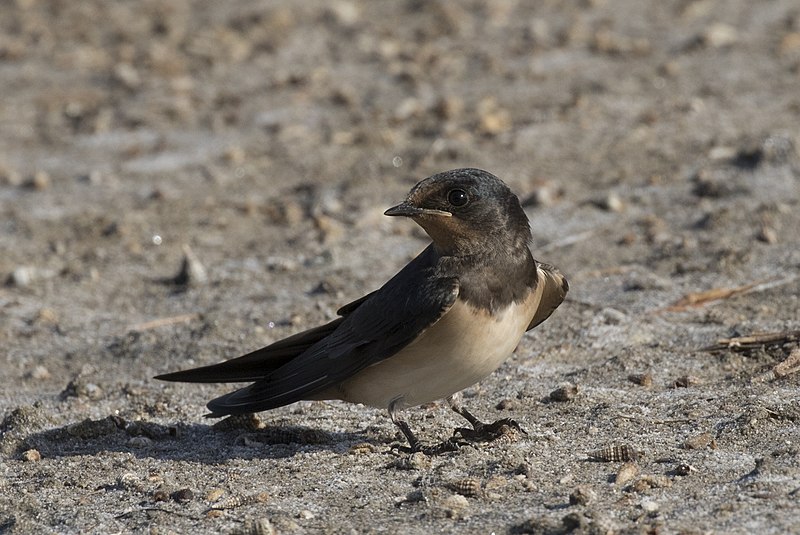 File:Hirundo rustica - Barn Swallow 07.jpg