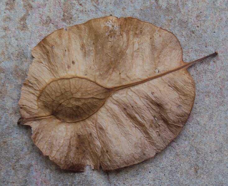 File:Holoptelea integrifolia seeds.jpg