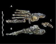 Homo Naledi Wikiwand