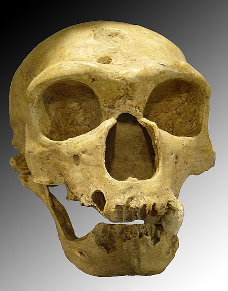 Người Neanderthal