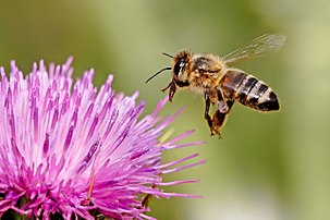 Abeille européenne (Apis mellifera) atterrissant sur une fleur de Chardon-Marie (Silybum marianum). (définition réelle 1 600 × 1 067)