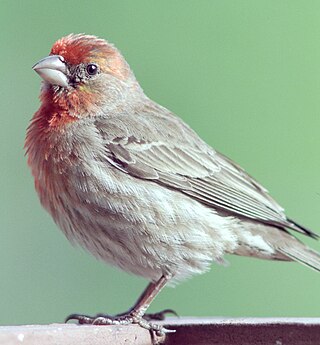 <span class="mw-page-title-main">American rosefinch</span> Genus of birds