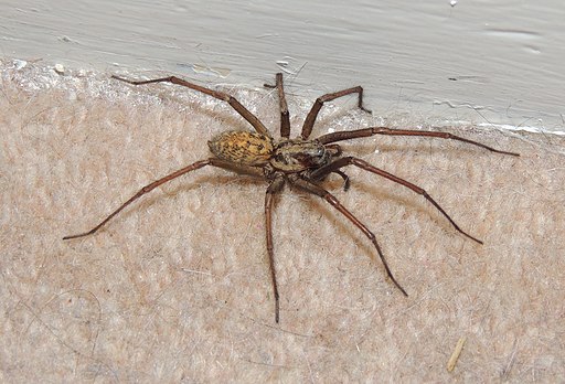 House spider (Tegenaria domestica??), Sandy, Bedfordshire (17409866365)