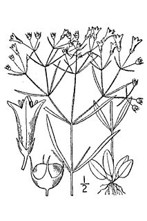 <i>Houstonia longifolia</i> Species of plant