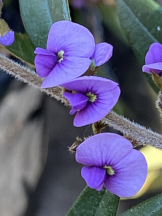 <i>Hovea acutifolia</i> Species of legume