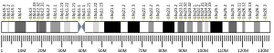 Human chromosome 10 ideogram.svg