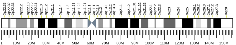 File:Human chromosome X ideogram.svg