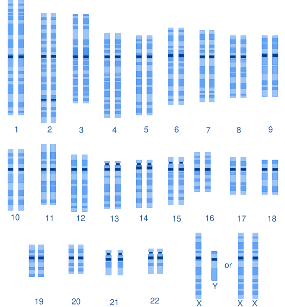 File:Human karyotype.svg