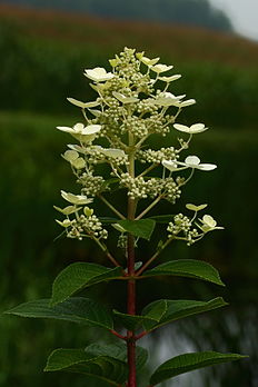 Inflorescence d'Hydrangea paniculata, hortensia arbustif d'Asie orientale. (définition réelle 2 164 × 3 246)