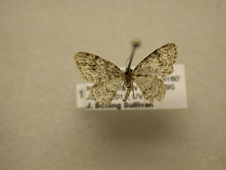 <i>Hydrelia inornata</i> Species of moth