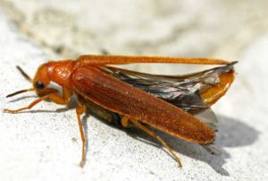 Saw-horned shipyard beetle (Hylecoetus dermestoides)