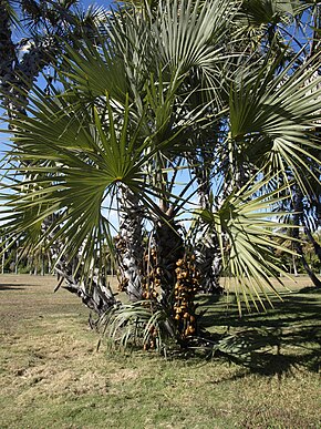 Beskrivelse af billedet Hyphaene dichotoma.jpg.