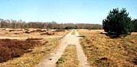 Миниатюра для Файл:IR Lübeck 004 Palinger Heide.jpg