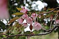 P020 揖斐の二度桜 Ibinonidozakura 花の写真