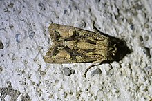 Ichneutica insignis Ichneutica insignis 114409631.jpg