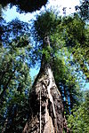 Icicle Tree - Armstrong Redwoods State Reserve.jpeg
