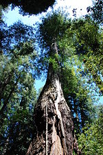 Vignette pour Réserve naturelle d'État Armstrong Redwoods