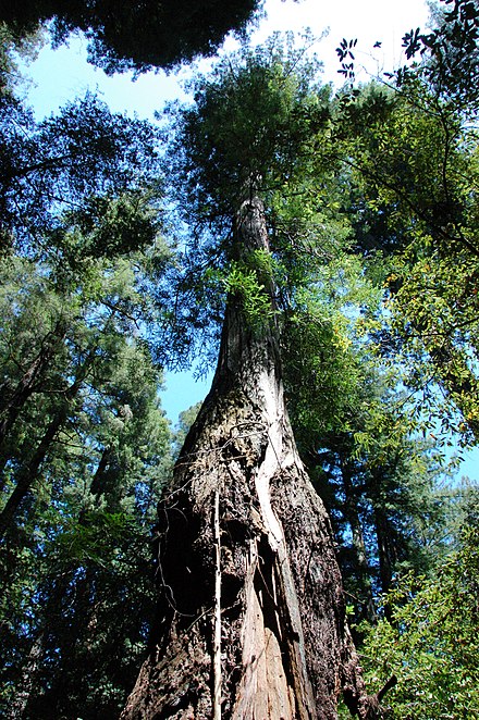 Icicle Tree, one of the park's largest redwoods