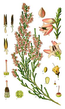 Illustration Calluna vulgaris0.jpg