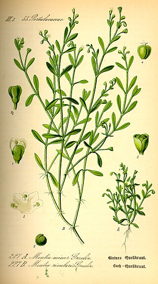 <i>Montia</i> Genus of flowering plants