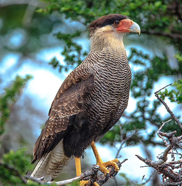 File:In & around Torres Del Paine Nat'l Park - Crested (Southern) Caracara (Polyborus plancas) - (25092923691).jpg