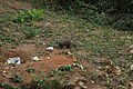 Indian Brown Mongoose Herpestes fuscus.JPG