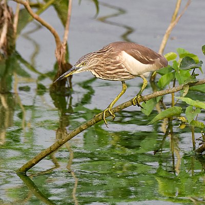 Indian pond heron or paddy bird (Ardeola grayii), perched in shrubs in Veinthaan Pond, Tirunelveli, TN, India