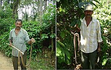 Cobras on an Indian coffee plantation Indian coffee plantation snakes.jpg