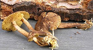 Yellow-leaved crack fungus (Inocybe relicina), type species of the genus