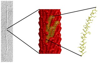 <i>Inovirus</i>