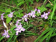 Iris gracilipes 4.JPG