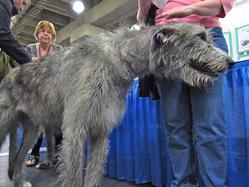 File:Irish wolfhound (8109950687).jpg