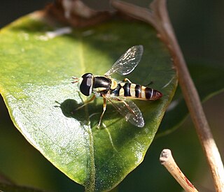 <i>Ischiodon aegyptius</i> Species of fly