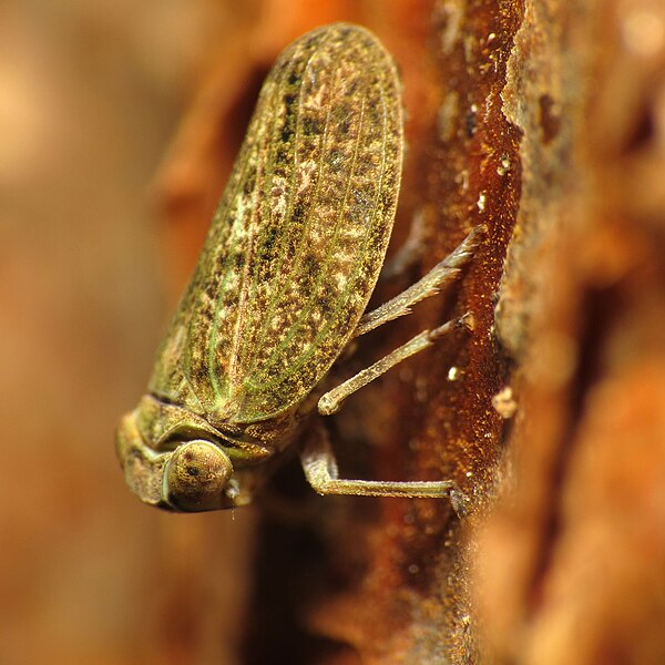 File:Issid Planthopper (16058389543).jpg