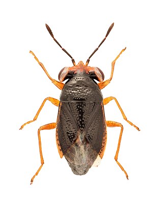 <i>Isthmocoris piceus</i> Species of true bug