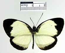 Itaballia pandosia sabata dorsal.jpg