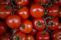 İtalyan asma domatesleri