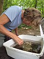 Janet Smith sorting macroinvertebrate stream animals (4947677343).jpg