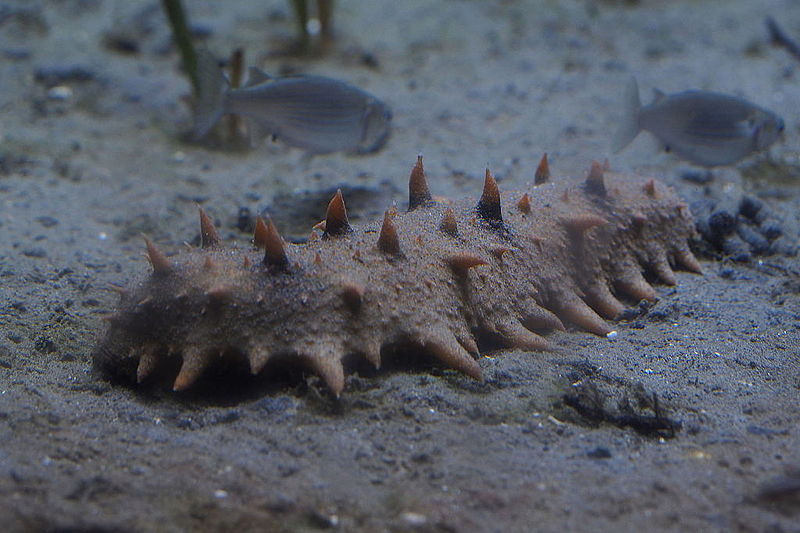 File:Japan sea animal, Apostichopus japonicus.jpg