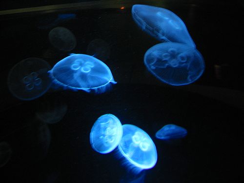 jellyfish in marine aquarium